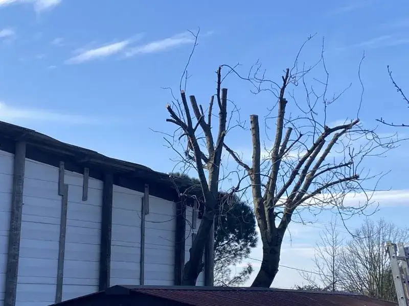 Elagage d'un frêne à Vienne