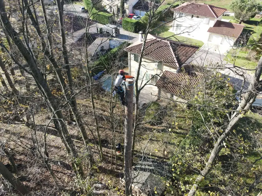 Abattage arbre près de Pont-Évêque