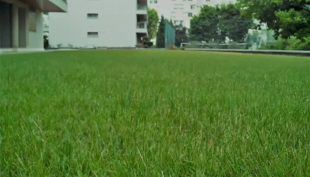 Entretien de jardin pour copropriétés et syndics de copropriété à Lyon